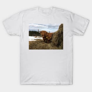 Scottish Highland Cattle Cow and Calf 1726 T-Shirt